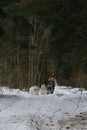 Running with dogs for endurance and long distance competitions. January 24, 2023 Moscow Russia. Musher woman runs with