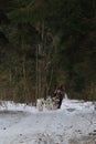 Running with dogs for endurance and long distance competitions. January 24, 2023 Moscow Russia. Musher woman runs with