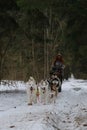 Running with dogs for endurance and long distance competitions. January 24, 2023 Moscow Russia. Musher woman runs with