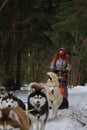 Running with dogs for endurance and long distance competitions. January 24, 2023 Moscow Russia. Musher woman runs with