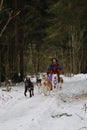 Running with dogs for endurance and long distance competitions. January 24, 2023 Moscow Russia. Musher woman stays on