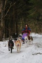 Running with dogs for endurance and long distance competitions. January 24, 2023 Moscow Russia. Musher woman stays on