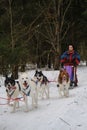 Running with dogs for endurance and long distance competitions. January 24, 2023 Moscow Russia. Musher woman stays on
