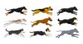 Running dogs vector illustration Royalty Free Stock Photo