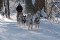 Running dogsled of the siberian huskies