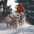 Running dogsled of the siberian huskies