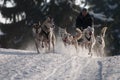 Running dogsled of the siberian huskies