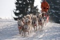 Running dogsled of the siberian huskies