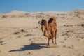 Running domestic brown bactrian two-humped camel in desert of Kazakhstan Royalty Free Stock Photo