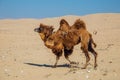 Running domestic brown bactrian two-humped camel in desert of Kazakhstan