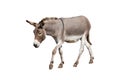 Running donkey isolated on white background Royalty Free Stock Photo