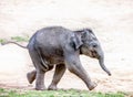 Running elephant calf Royalty Free Stock Photo