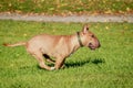 Running english miniature bull terrier Royalty Free Stock Photo