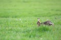 Running European hares