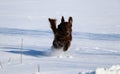 Running flat coated retriever on a winter day Royalty Free Stock Photo