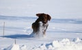 Running flat coated retriever on a winter day Royalty Free Stock Photo