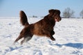 Running flat coated retriever on a winter day Royalty Free Stock Photo