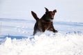 Running flat coated retriever on a winter day Royalty Free Stock Photo