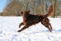 Running flat coated retriever on a winter day Royalty Free Stock Photo