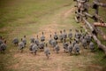 Running flock of helmeted guinea fowl through a meadow