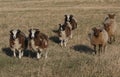 A running flock of Jacob and Manx Loaghtan Sheep. Royalty Free Stock Photo