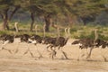 Running flock of ostriches in Africa