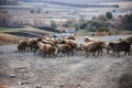 Running flock of sheep Royalty Free Stock Photo