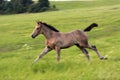 Running foal Royalty Free Stock Photo