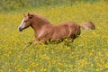 Running foal on meadow
