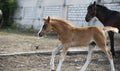 Running foal in paddock Royalty Free Stock Photo