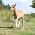 Running foal on pasturage