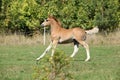 Running foal on pasturage Royalty Free Stock Photo