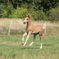 Running foal on pasturage Royalty Free Stock Photo