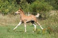 Running foal on pasturage Royalty Free Stock Photo