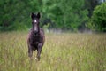 Running foal in spring meadow, black horse
