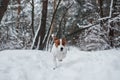 Running forward. Close up portrait of cute dog that have a walk ourdoors in the winter time