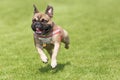 Running french bulldog whelp