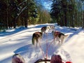 Running in fresh snow Royalty Free Stock Photo