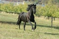 Running Friesian horse Royalty Free Stock Photo