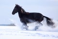 Horse Royalty Free Stock Photo