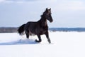 Horse Royalty Free Stock Photo