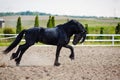 Running frisian horse Royalty Free Stock Photo