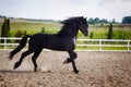 Running frisian horse Royalty Free Stock Photo