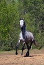 Running at full gallop Royalty Free Stock Photo