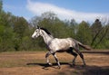 Running at full gallop Royalty Free Stock Photo