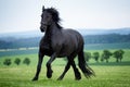 Running gallop black Friesian horse Royalty Free Stock Photo