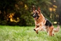 Running german shepherd dog in summer