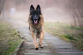 Running german shepherd dog in winter on a concrete path