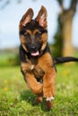 Running german shepherd puppy in a spring meadow