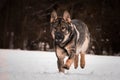 Running German shepherd.